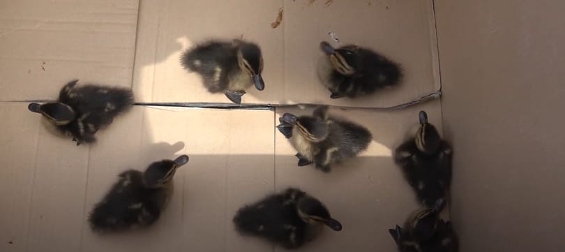 Videó: A 2-es metrónál eltévedt kiskacsákat a sisakjaikba gyűjtötték a tűzoltók 