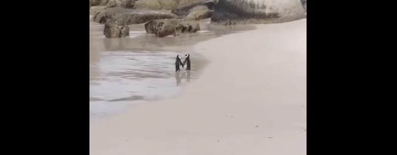 Kiköltött egy tojást egy meleg pingvinpár a sydney-i állatkertben