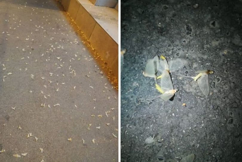 A Corvin-negyednél fotózták le a tiszavirághoz hasonló különleges rovarok rajzását