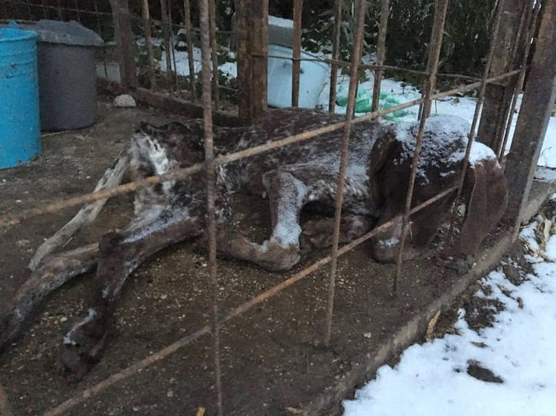 Bezárt kennelben hagyta halálra fagyni a vizsláját – megrázó fotók
