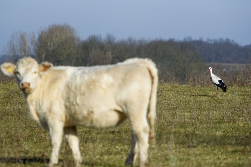 Szokatlan látványt fotózott le az MTI a legelésző tehenek között