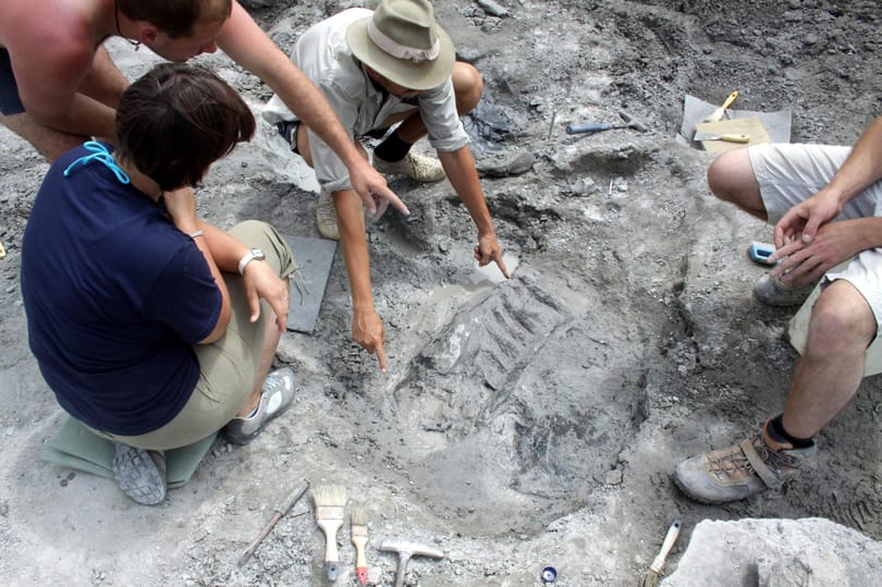 Magyar kutatók vizsgálták, hogyan viselkedhettek a dinoszauruszok, és érdekes eredményre jutottak