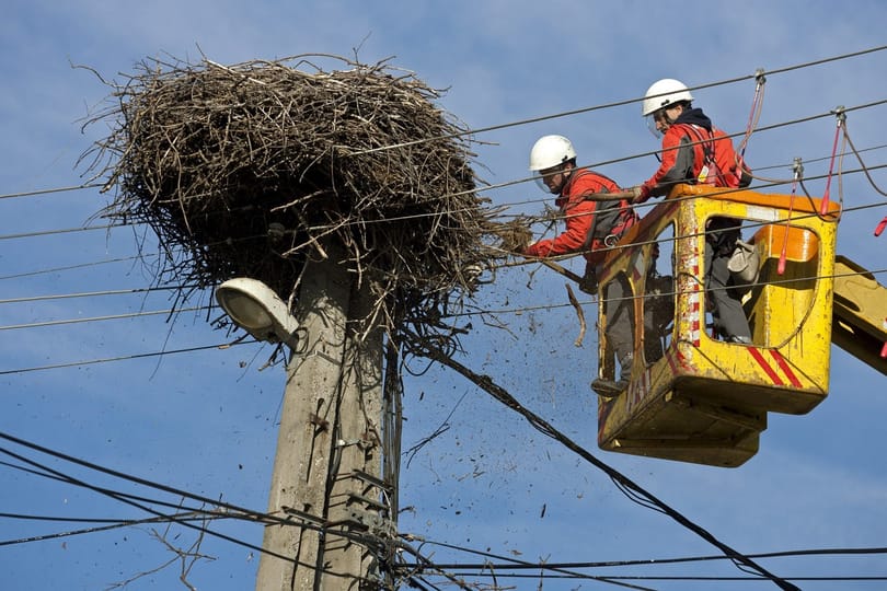 Egytonnás gólyafészket kellett renoválni – félő volt, hogy ledől