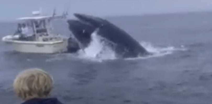 Hihetetlen videó készült arról, ahogyan egy bálna nekimegy egy hajónak