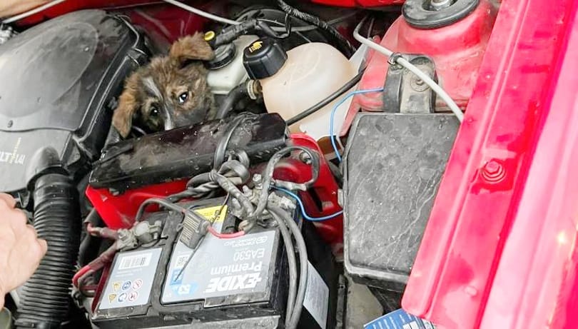 Száz kilométeren át utazott egy kocsi motorterében egy kiskutya