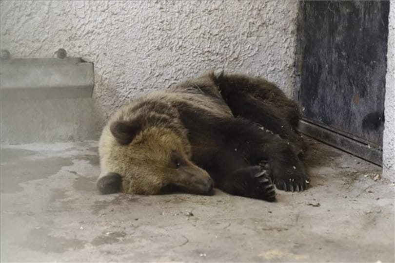 Robi medve valószínűleg nem hím és nem túl boldog a fogságban - képek!