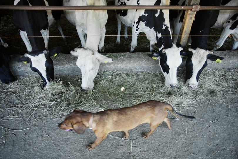 Öngyilkos tempóra kényszerülnek a magyar tejtermelők