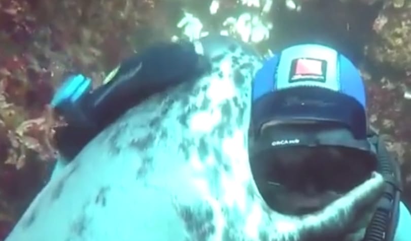 Imádnivaló videó terjed a neten: egy fóka búvárt ölelgetett