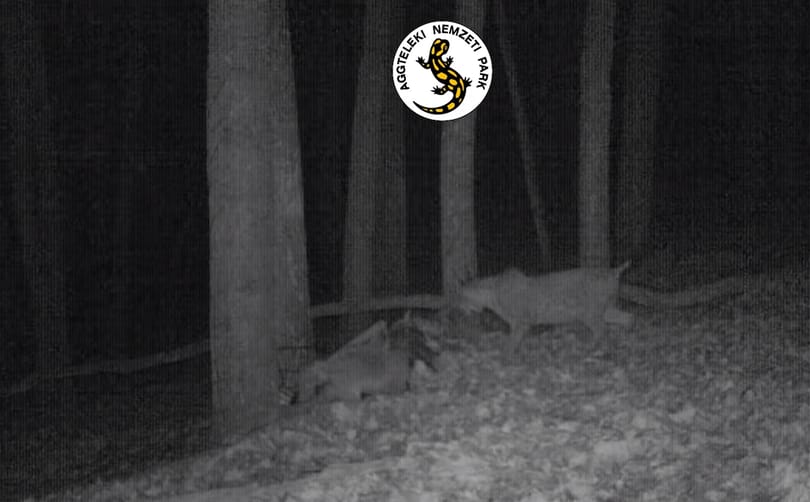 Mozgalmas éjszakáik vannak az Aggteleki Nemzeti Park hiúzainak – videó