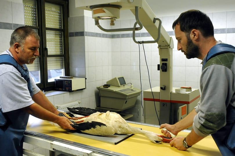 Különleges fotók: meglőtt gólyát röntgeneztek az állatkertben