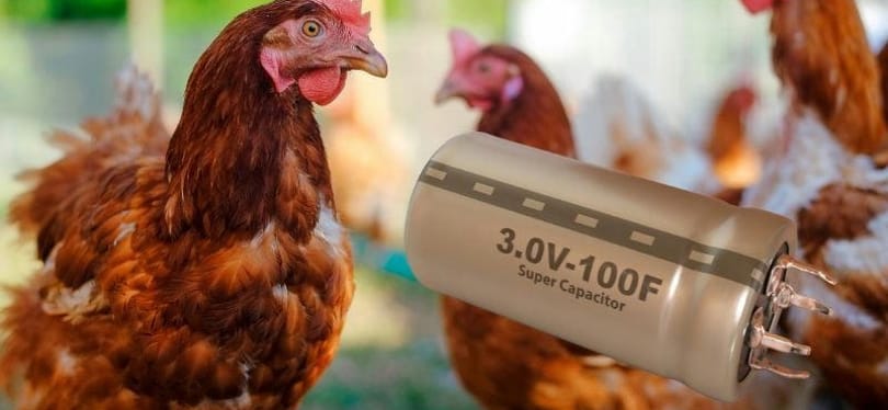 Csirkezsírból csináltak szuperkondenzátort, így lehet olcsóbb az energiatárolás