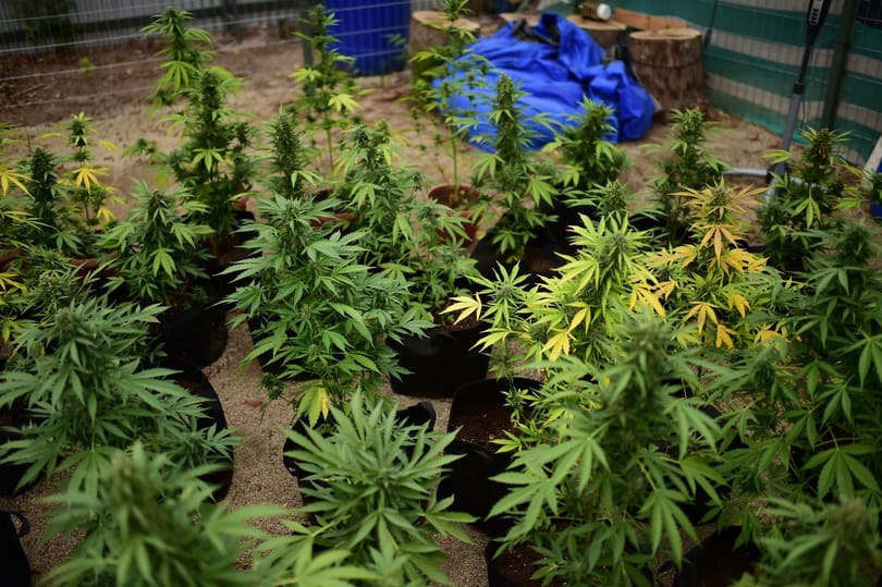Kannabisszel fóliáztak