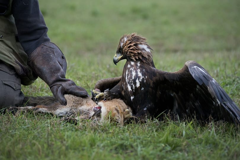 Állatkertben és solymásznál is felütötte a fejét a madárinfluenza
