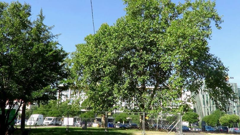 Újabb famatuzsálemet költöztetnek a Városligetben