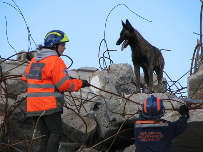 Tara lett a legjobb romkutatókutya - fotóval