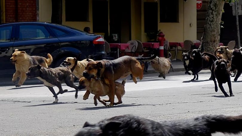 Kijött a kutyafalkás Mundruczó-film előzetese - videó