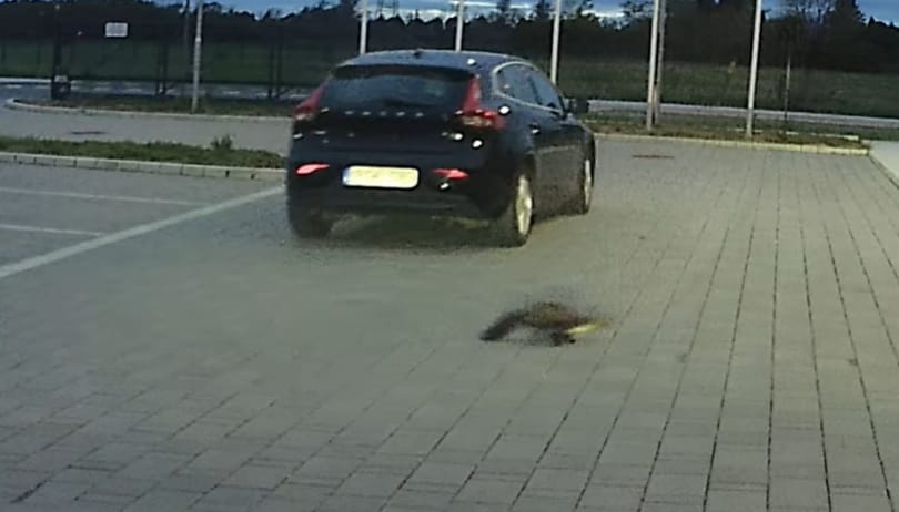 Menet közben ugrott ki a potyautas nyest egy Volvóból Szombathelynél – videó