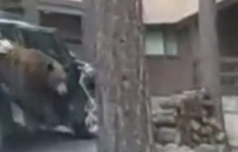 A nevadai rendőrök megmutatták, hogyan kell kitessékelni egy medvét az autóból