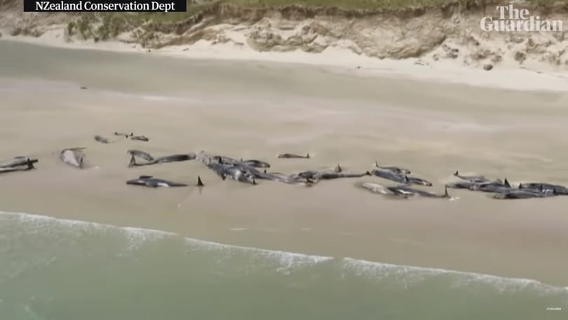 Tömegével vetődnek partra és pusztulnak el a delfinek Új-Zélandnál, a tudósok sem tudják, miért