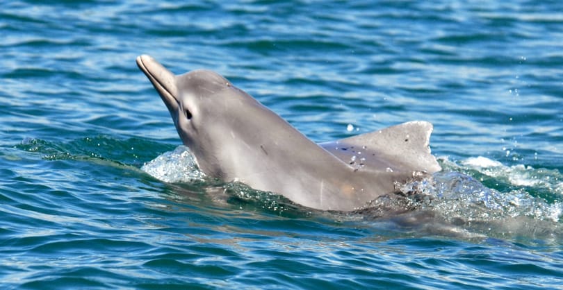 Nem hagyják abba a delfinek mészárlását a taidzsi halászok