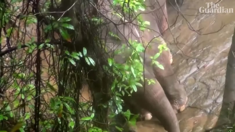 11 elefánt pusztult el egy thaiföldi vízesésnél