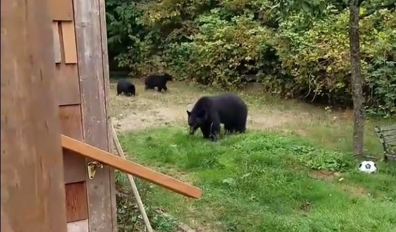 Ilyen higgadtan még ember nem tessékelt ki medvéket az udvarából – videó