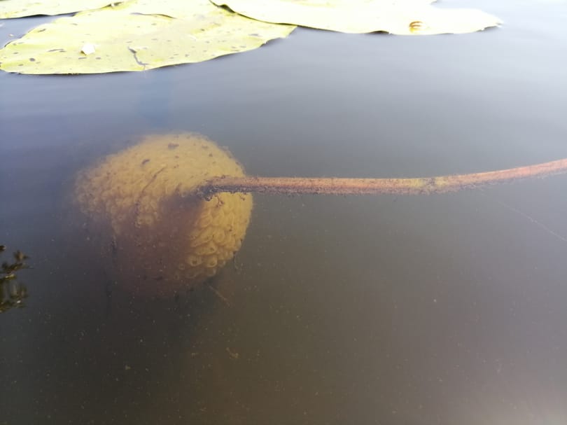Már a Dunában is megjelent az óriás mohaállat
