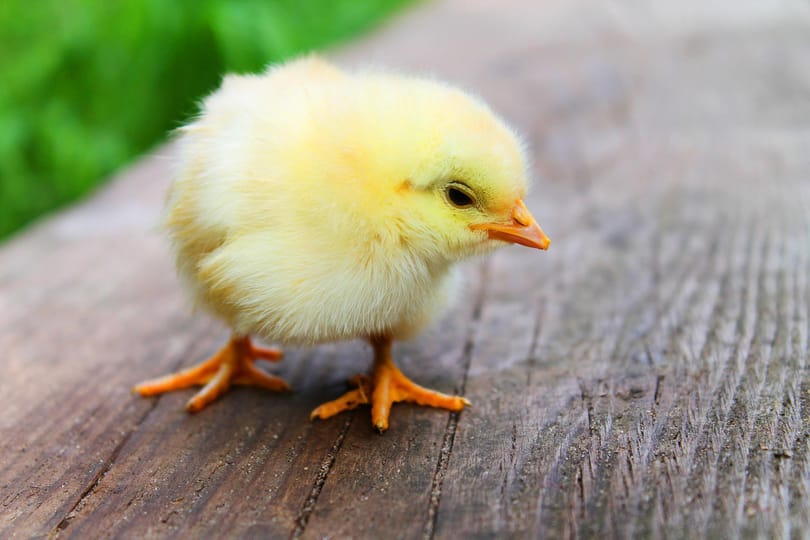 Egy kutatás szerint a kiscsibék képesek felfogni valaminek a hiányát