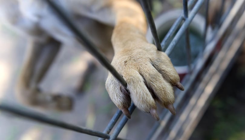 Negyven napot kapott a kölcsönkért kutyát felakasztó baranyai férfi
