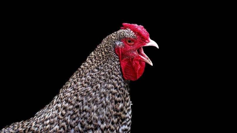 Génszerkesztett csirkéket tenyésztett a brit labor, ahol a klónozott birka, Dolly is készült