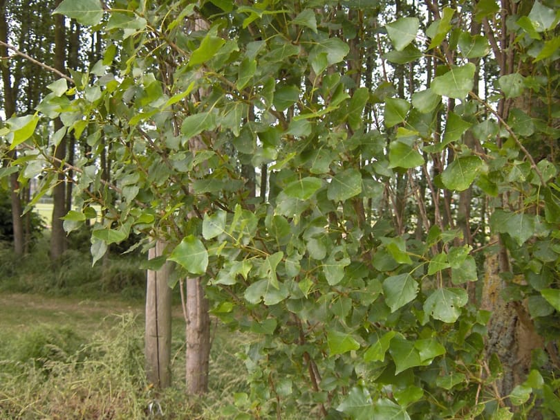 Őrület: a Főkert nem kevesebb, mint NÉGY kanadai nyárfáról tud a fővárosban
