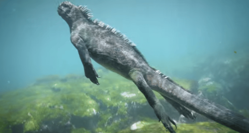 Ilyen videót még nem látott Godzilla ihletőjéről
