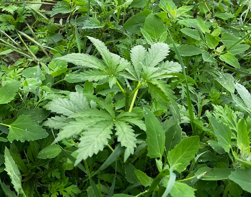 Hadházy Ákos most azt állítja, cannabis nő a nyírmártonfalvai lombkoronasétány körül