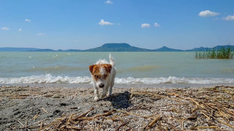 Itt van az ország összes kutyás strandja egyetlen térképen