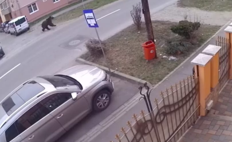 Medve szaladgált Segesvár utcáin – videó