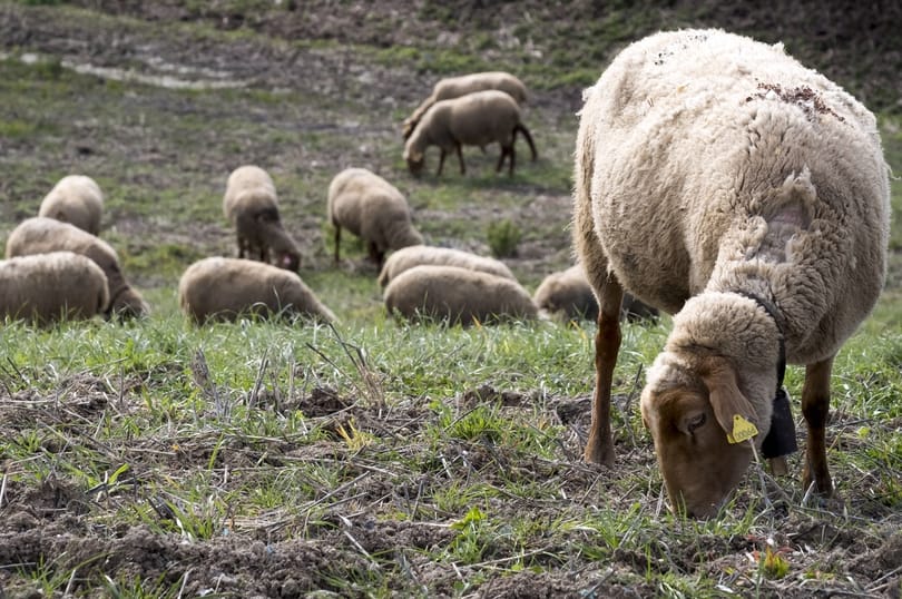 Beiskolázták a birkákat egy francia faluban, mert nem volt elég diák