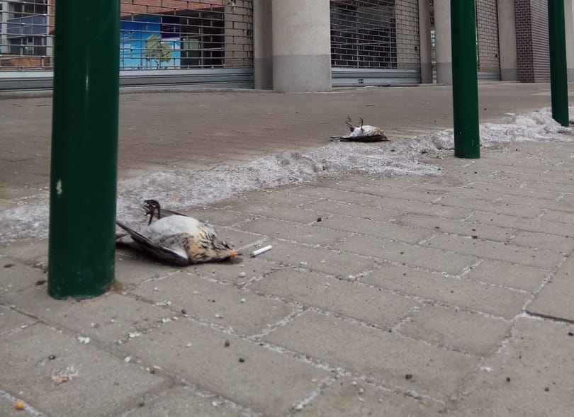 Fenyőrigók tömegeit gyilkolják a Váci úti irodaházak