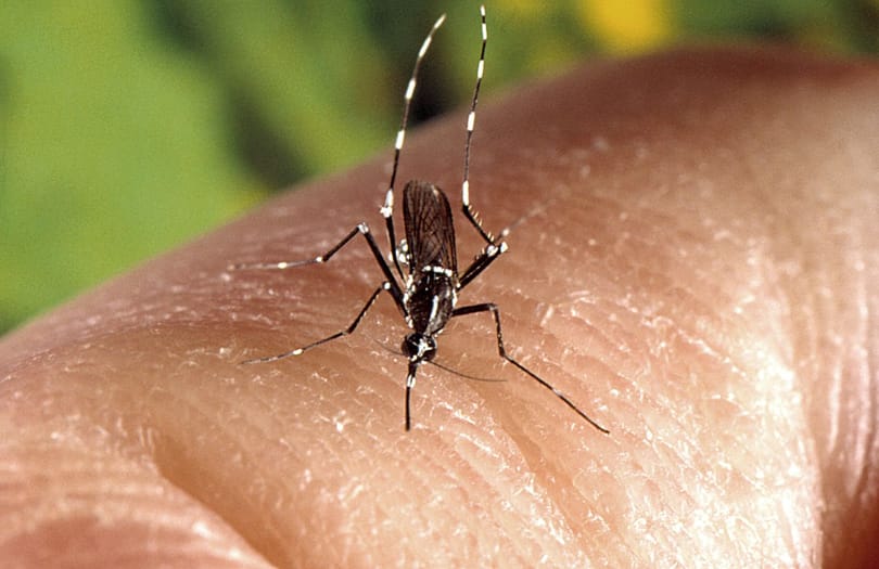 Már Magyarországon is beoltathatjuk magunkat dengue-láz ellen