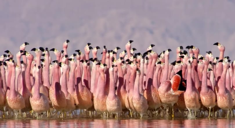 David Attenborough új természetfilmje gyönyörűbb, mint valaha – videó