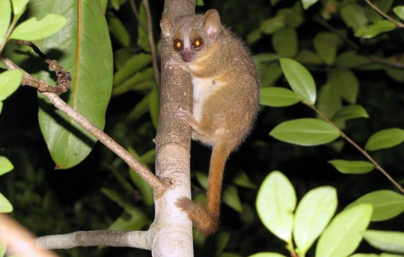 Megérte a tudósoknak a világ legapróbb majmait figyelni Madagaszkáron