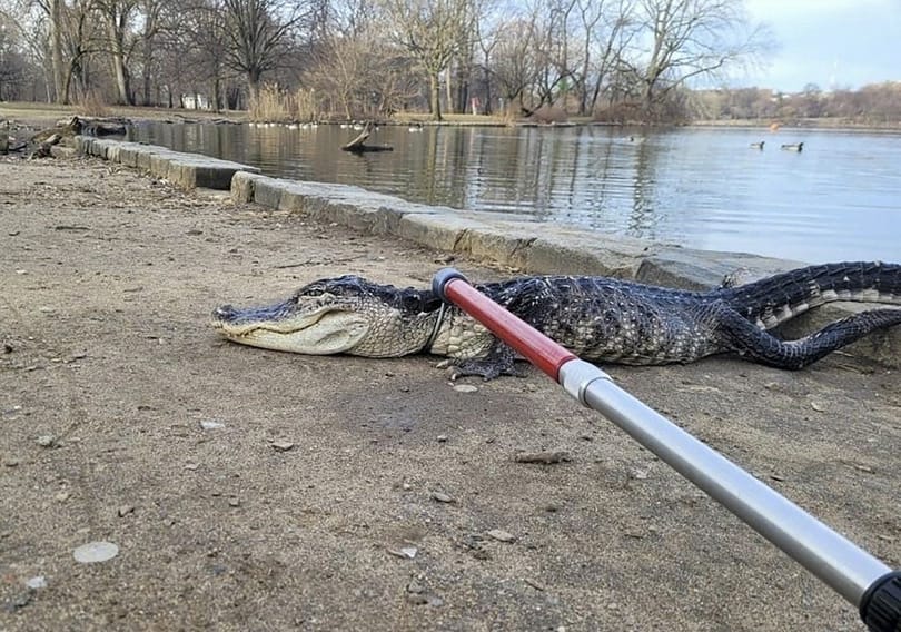 Aligátort mentettek ki New York egyik parkjából, egy fürdőkád dugója szorult a szervezetébe