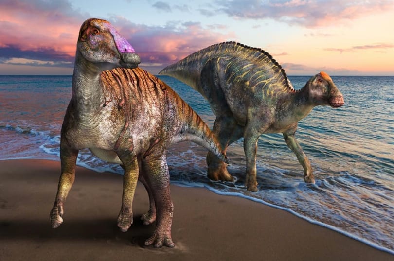 Eddig ismeretlen kacsacsőrű dinoszaurusz maradványait azonosították Japánban