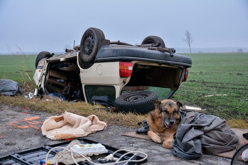 Elpusztult a kutya, amely órákig ült a gazdája autóroncsa mellett