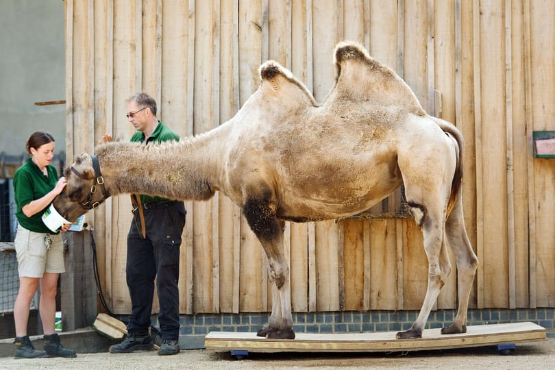 Fotók: Elszökött egy teve a cirkuszból Kecskeméten