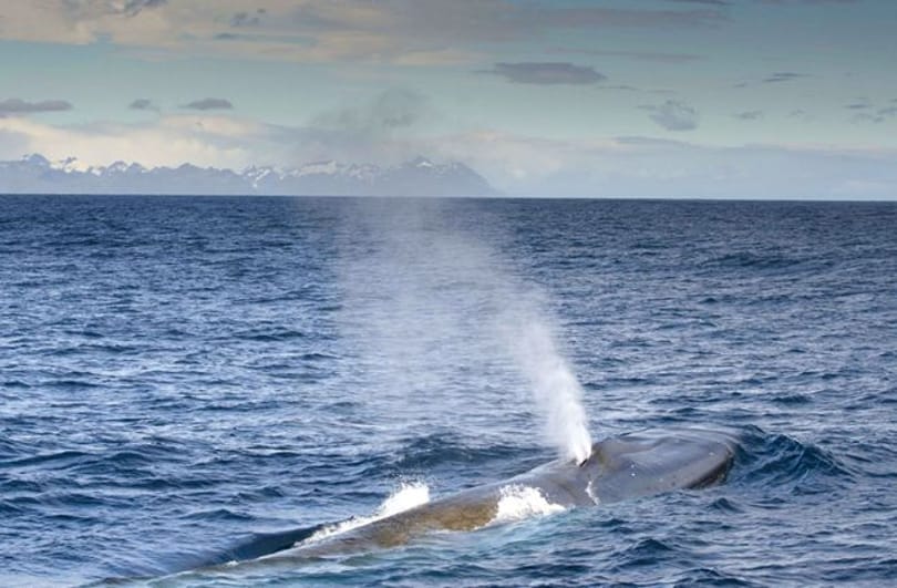 Hallgassa meg: rögzítették a tudósok, hogyan ver a kék bálna 450 kg-os szíve