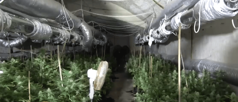 Gombapincében termesztett kannabiszt