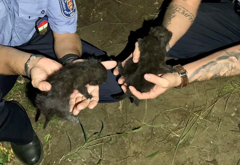 Gyorsan bíróság elé állítják a nőt, aki három kismacskát ásott el élve