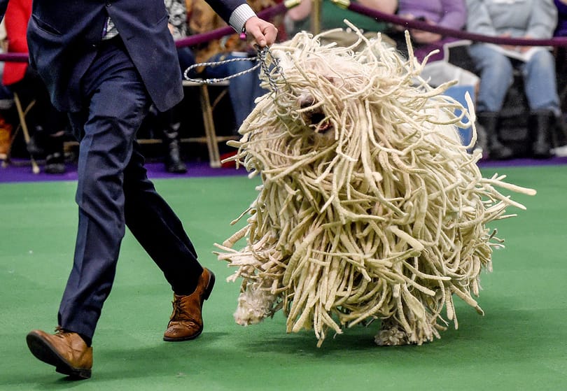 Magyar komondor az internet új sztárja