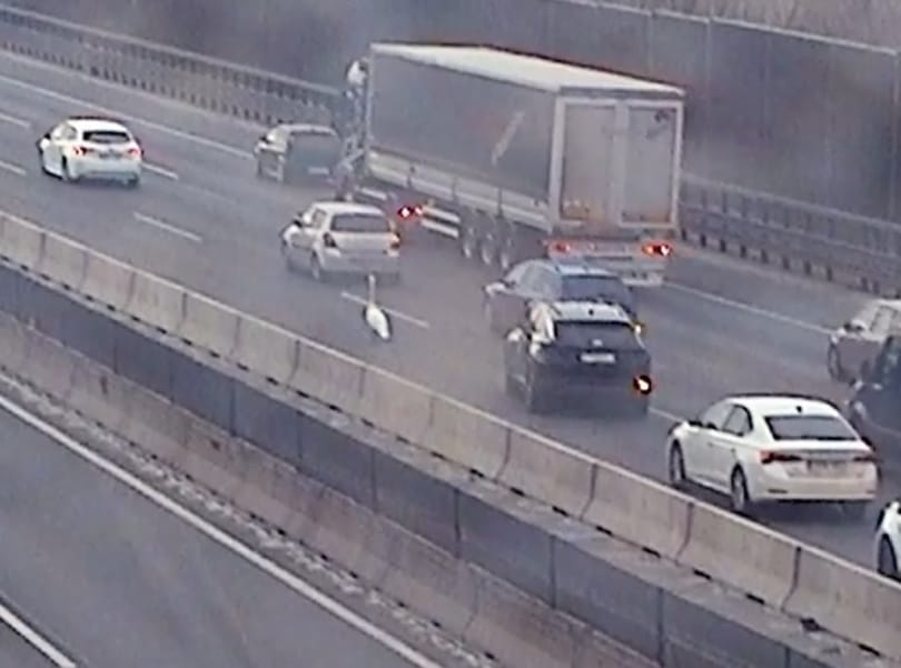 Egy hattyú lassította a forgalmat az M0-son – videó