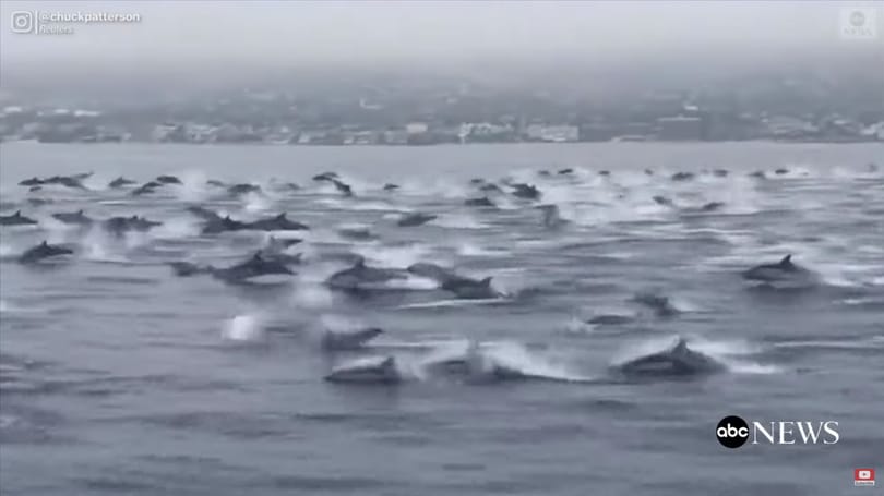 Hadseregnyi delfin tűnt fel Kaliforniánál, mintha menekülnének valami elől – videó
